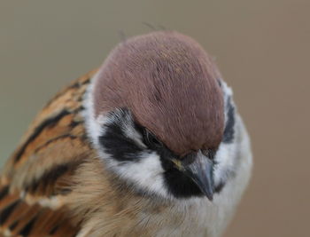 Close-up of a bird