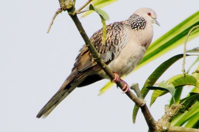 Low angle view of bird perching on tree