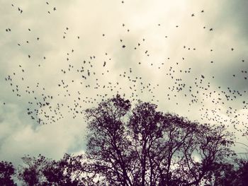 Low angle view of silhouette birds flying against sky