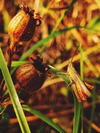 Close-up of bug on plant