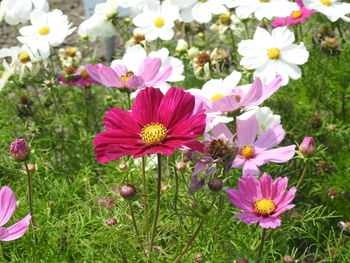 Close-up of pink flowering plants on field