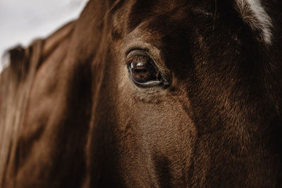 Close-up of a horse