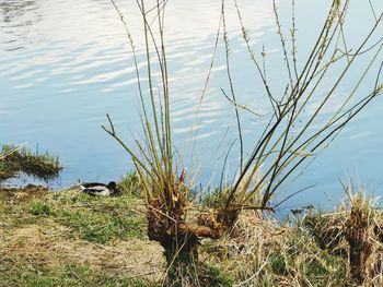 View of grass at lakeshore