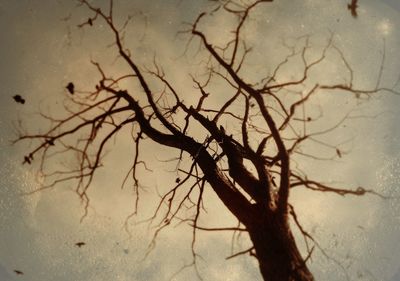 Bare trees against sky