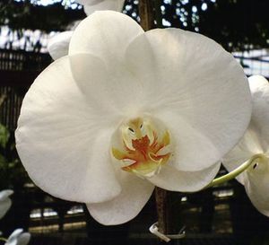 Close-up of white flowers