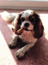 Close-up portrait of dog