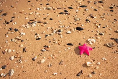 Close-up of star on sand at beach