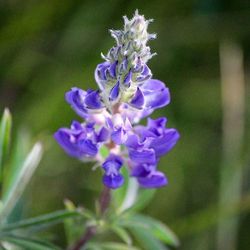 Close-up of purple flowers