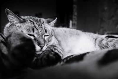 Close-up of cat sleeping