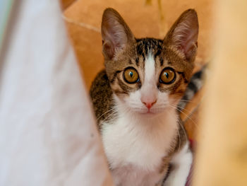 High angle view portrait of cat at home