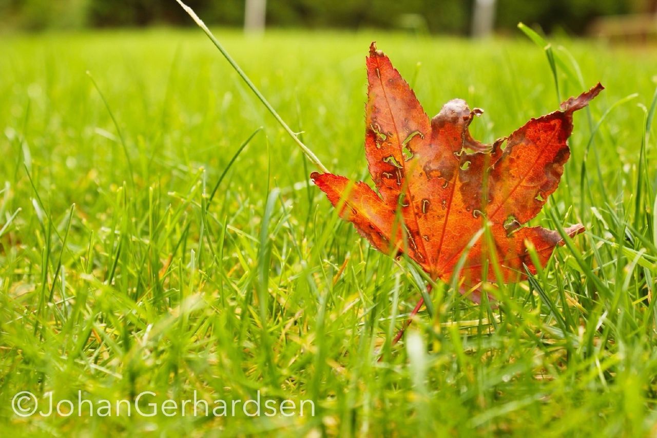 leaf, autumn, change, grass, season, red, focus on foreground, close-up, orange color, nature, field, plant, selective focus, dry, green color, growth, day, beauty in nature, leaves, leaf vein