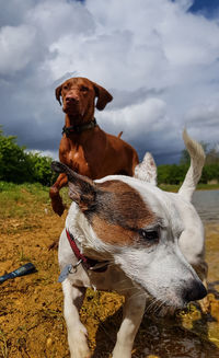 Dog looking away on field