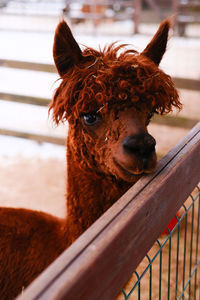 Red alpaca looking at camera