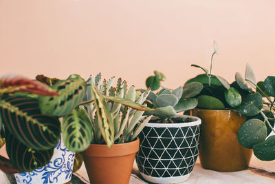 Close-up of potted plants