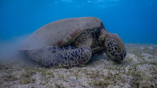 Turtle swimming in sea