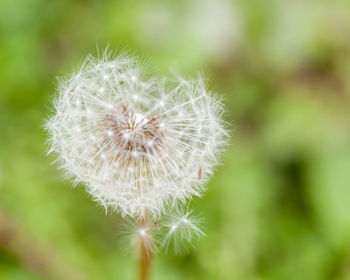 Close-up of dandelion