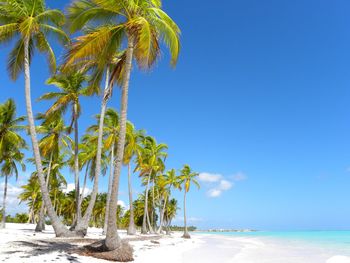 Coconut palm trees growing at beach against blue sky