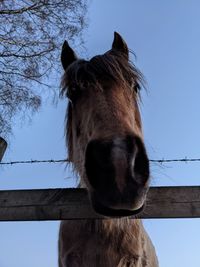 Close-up of horse in pen against sky