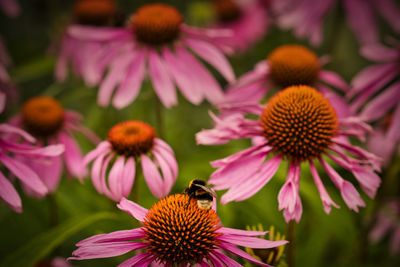 Close-up of honey bee on purple coneflower