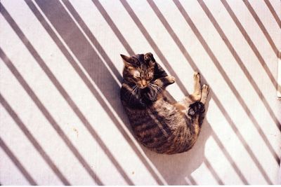 Directly above shot of cat sleeping