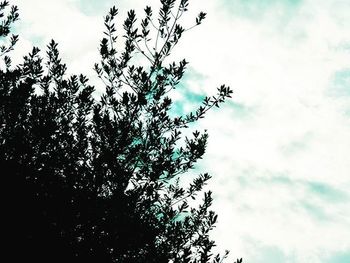 Low angle view of trees against cloudy sky