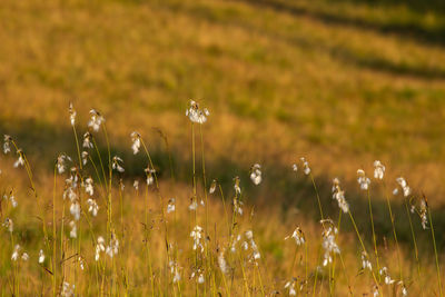 Nature landscape in the mountains with bokeh background in rodnei mountains 