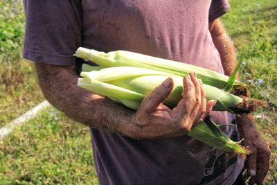 Midsection of man holding leaf