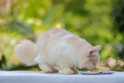 Close-up of cat eating food