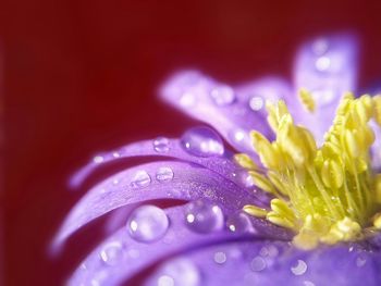 Macro shot of water drops on flower