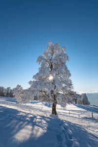 Trees on snow covered field against clear blue sky