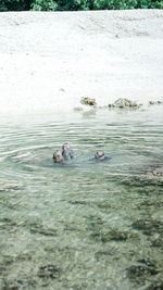 View of ducks swimming in sea