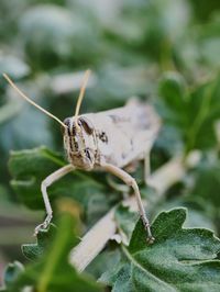 Close-up of insect on leaf