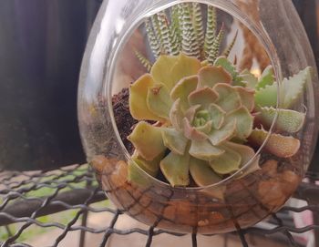 High angle view of potted plant on glass table