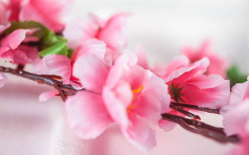 Close-up of pink cherry blossom