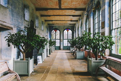 Potted plants in corridor