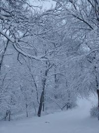 Scenic view of snow covered landscape