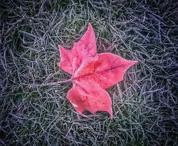 Close-up of dry leaves on field