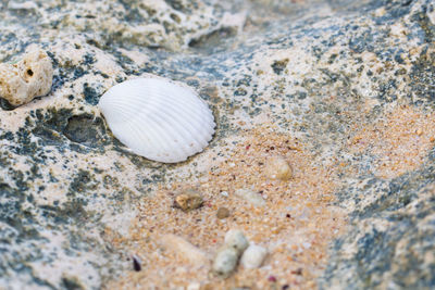 Close-up of seashell on rock