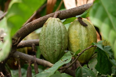 Close-up of fruit