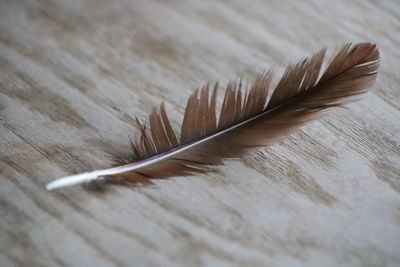 Close-up of feather on table