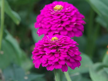 Close-up of pink flower in park