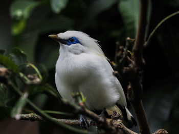 Close-up of bird perching on tree