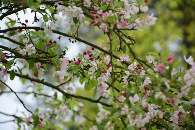 Close-up of flowers on branch