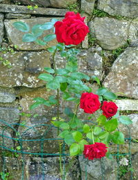 Close-up of pink rose blooming outdoors