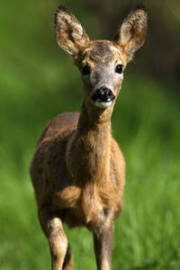 The young roe deer on the meadow