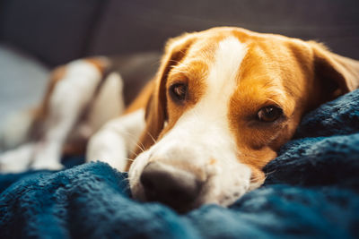 Close-up of dog resting