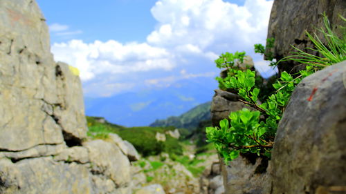 Close-up of lichen growing on rocks against sky