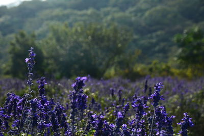 Close-up of purple flowers