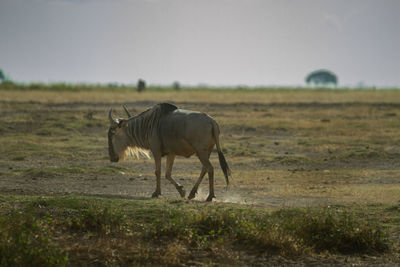 Wildebeest walking in dusty road