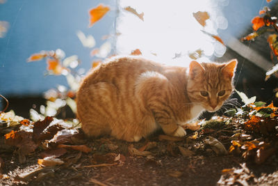 Close-up of ginger cat sitting on ground against sky